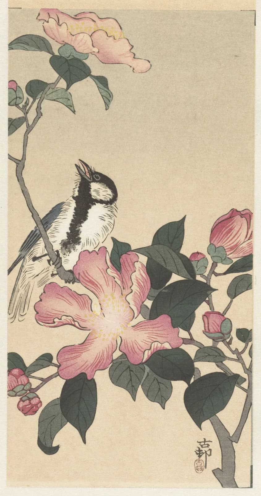 Japanese vintage animals Great tit on branch with pink flowers (1900 1930)
