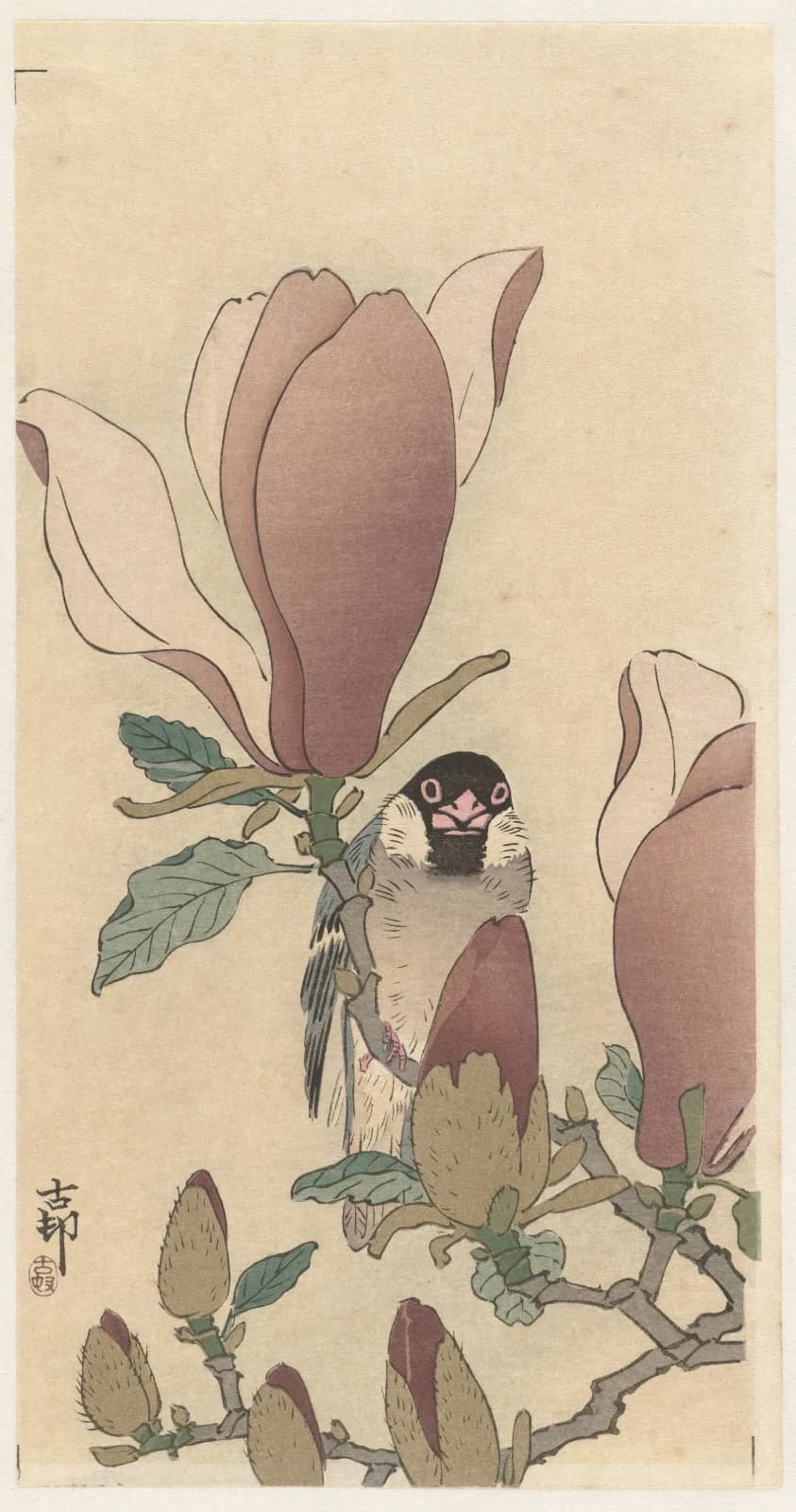 Japanese vintage animals Sparrow on blooming magnolia branch (1900 1930)