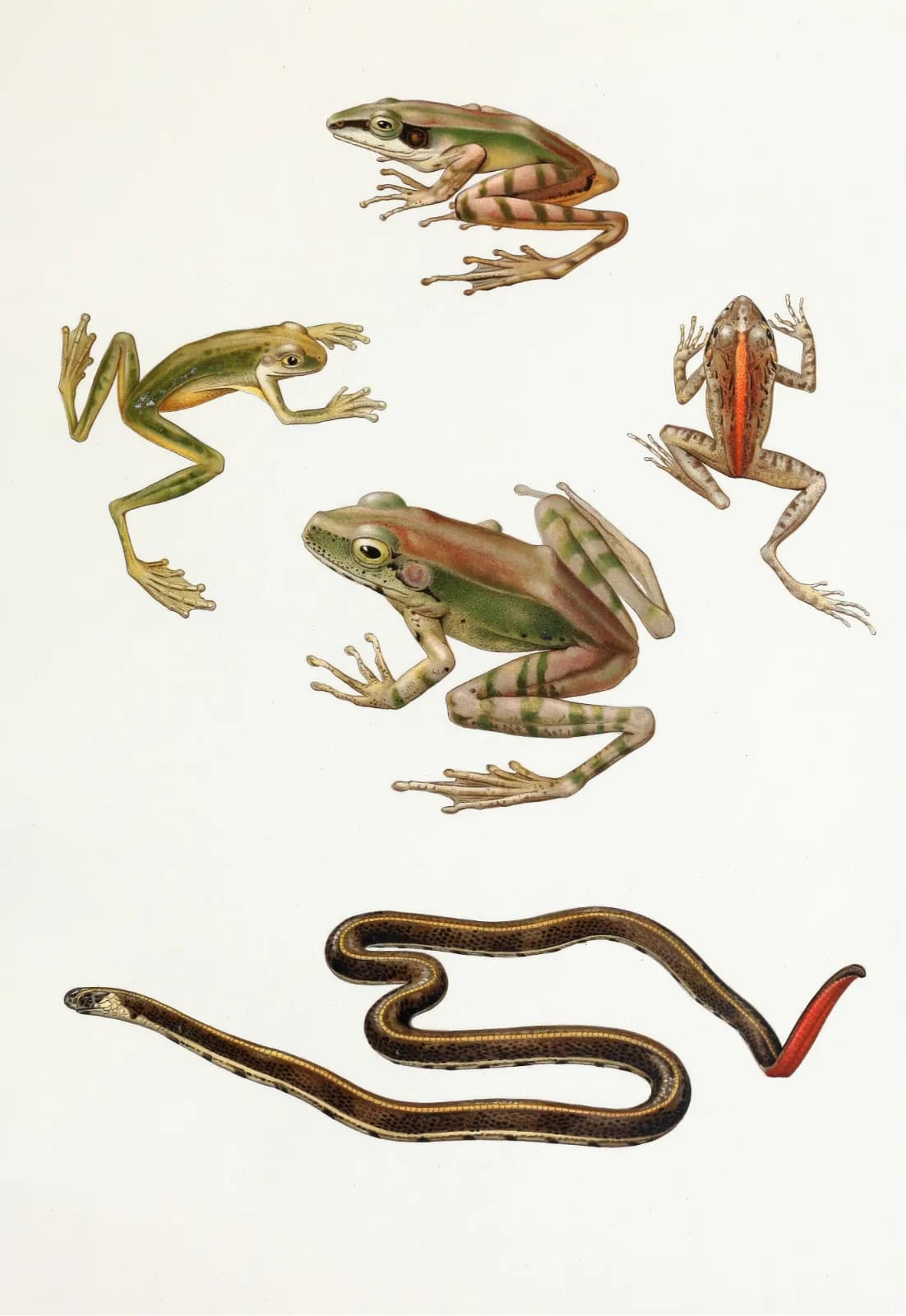 Vintage animals Rana moluccana,Hyla kampeni Barbour,Cornufer corrugatus rubristriatus Barbour