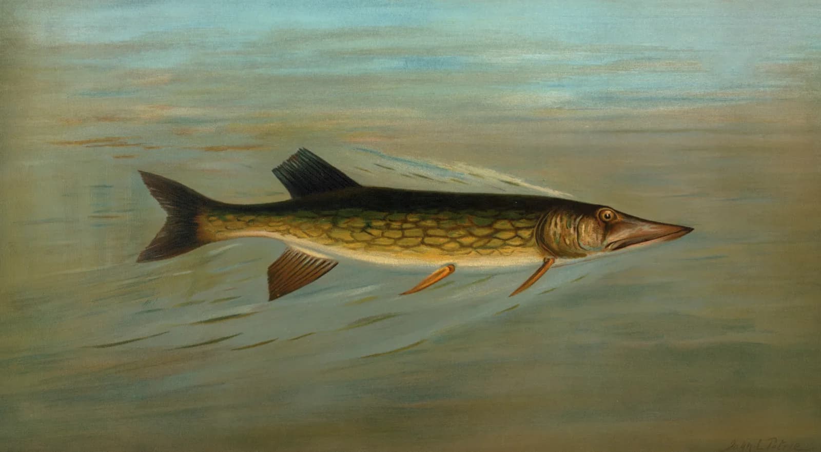Vintage animals The Fresk Water Drum, or Sheepshead, Aplodinotus grunniens