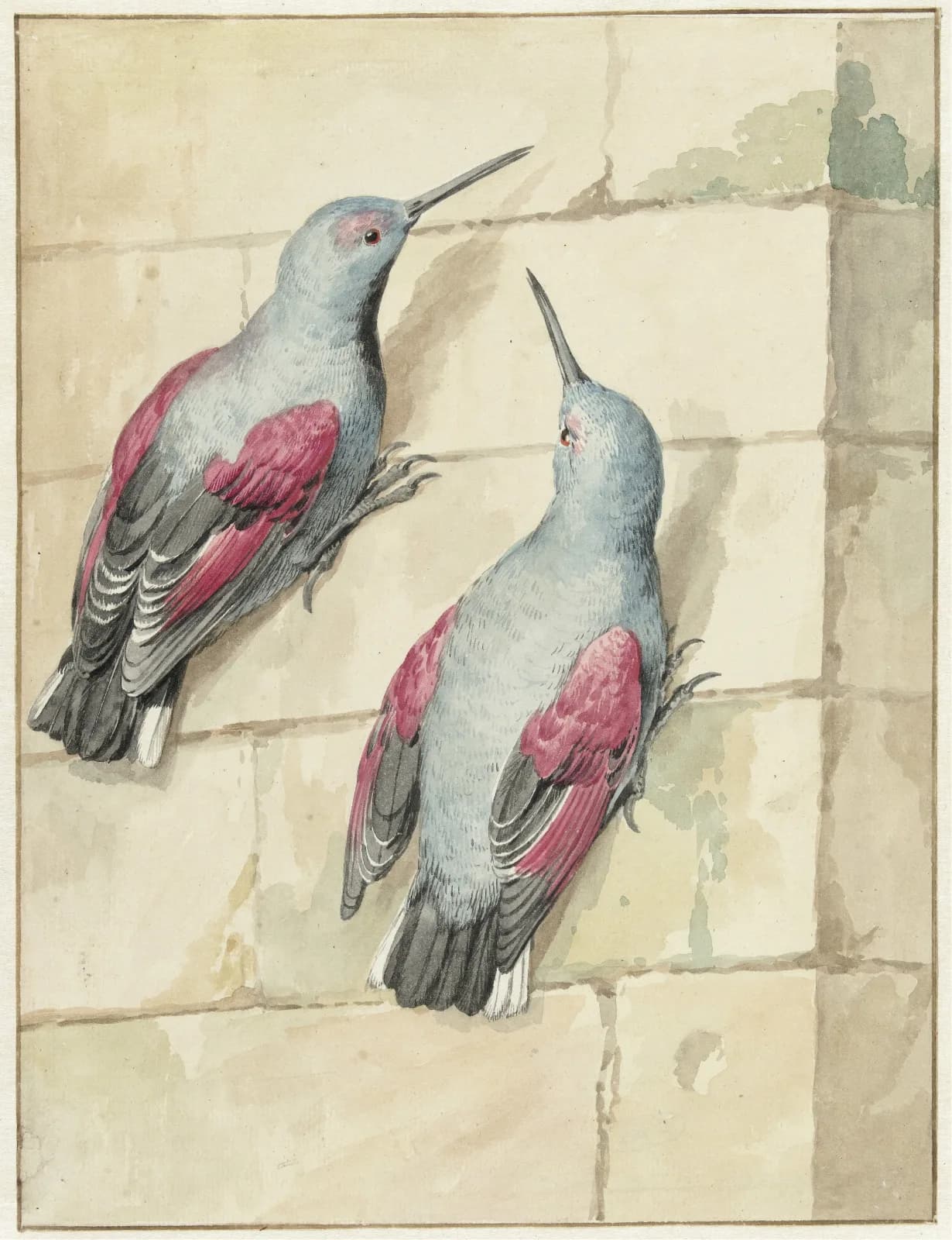 Vintage animals Twee rotskruipers, blauw en paars, op een muur (1720 1792)