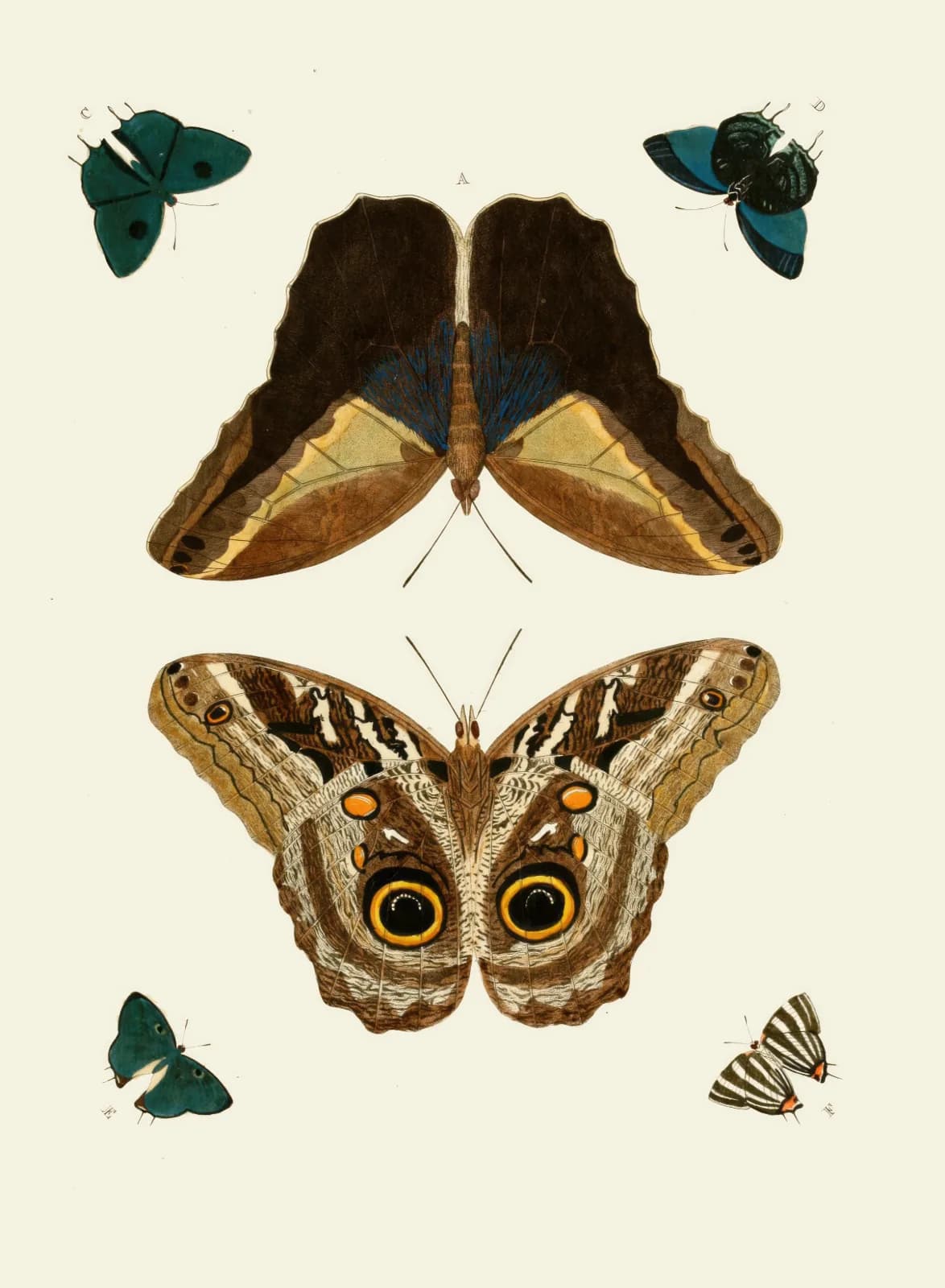 Vintage animals De uitlandsche kapellen voorkomende in de drie waereld deelen, Asia, Africa en America pl51 (1779 1782)