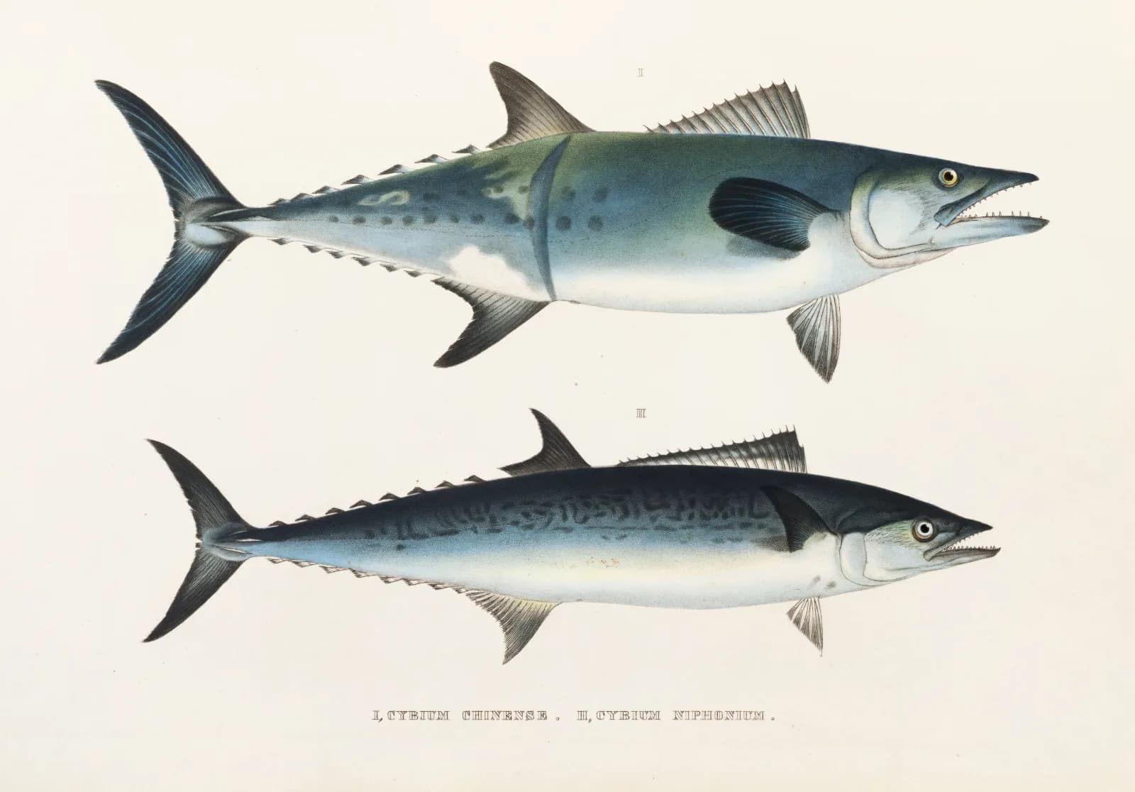 Vintage animals Fauna japonica Pl 066 (1833 1850) Philipp Franz Balthasar von Siebold (German, 1796 1866)