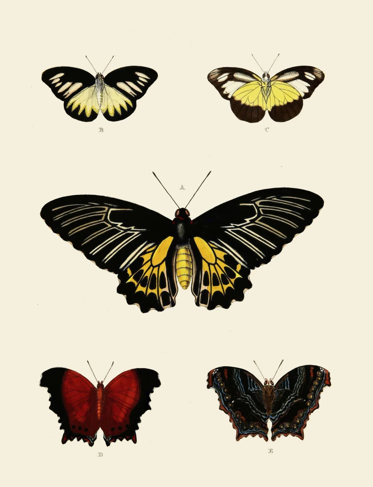 Vintage animals Foreign butterflies occurring in the three continents Asia, Africa and America Pl 003 (1779 1782)