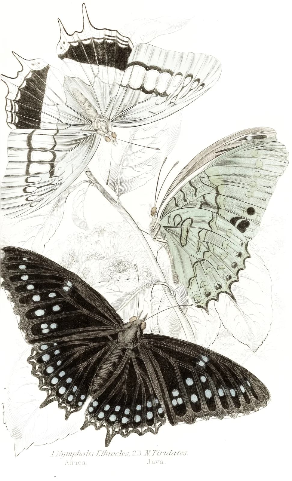 Neutral vintage summer Nymphalis Ethiocles,Nymphalis Tiridates (1858) copia